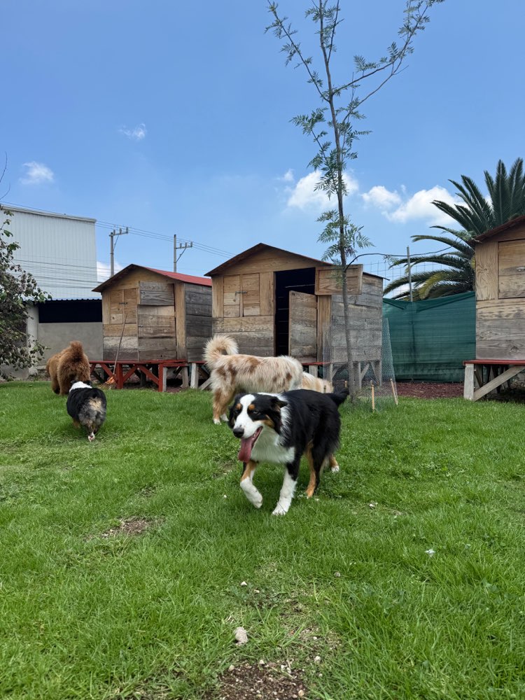 Border collie con la lengua de fuera frente a las casitas