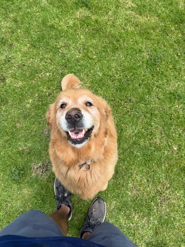 Golden retriever sonriendo y mirando hacia arriba en el jardín