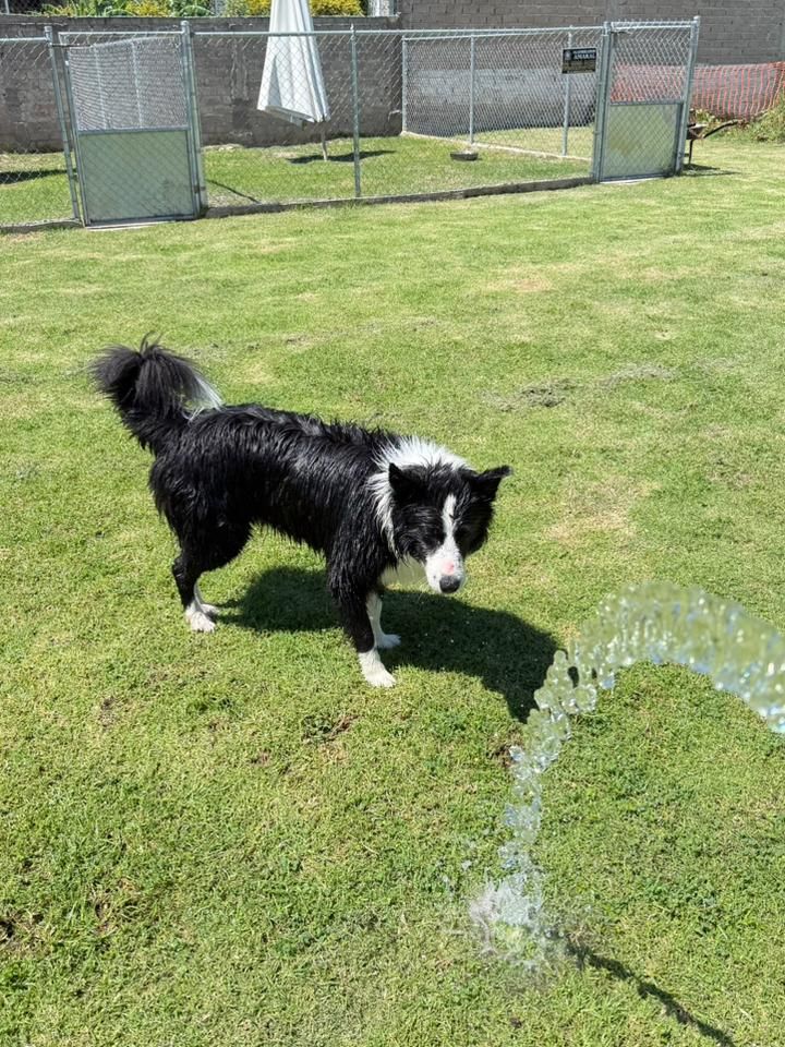 Border collie jugando con un chorro de agua en el jardín