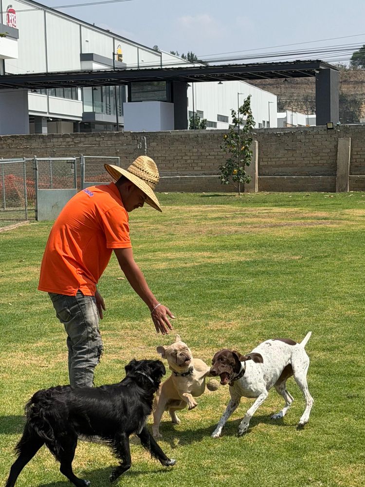 Cuidador jugando con tres perritos en el jardín