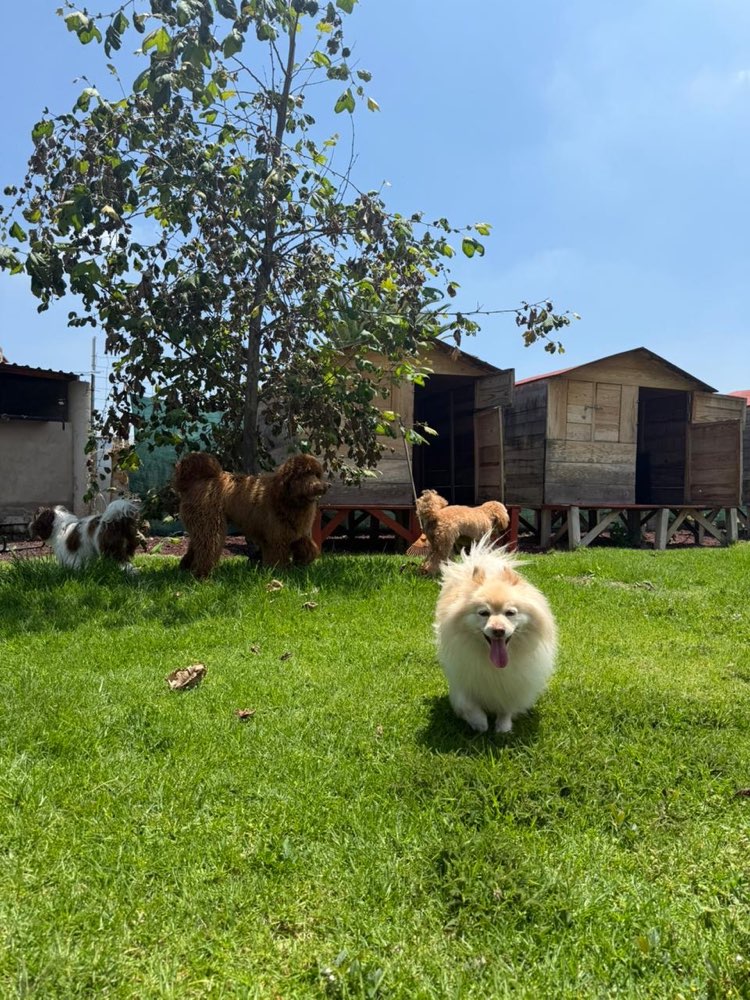 Pomerania corriendo hacia la cámara con otros perritos chicos atrás
